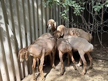 дакан товук: Продаю | Овца (самка) | Арашан | На забой, Для разведения | Ярка — 4