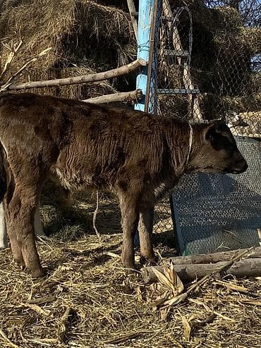 Продаю | Музоо, торпок | Алатауская | Для разведения, На забой, На откорм | Искусственник