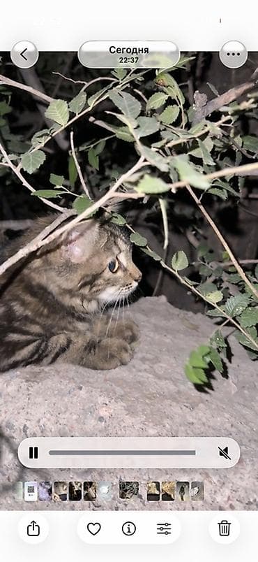 Животные: Кошка даром: Беспородная, 6 месяцев, Девочка — 1