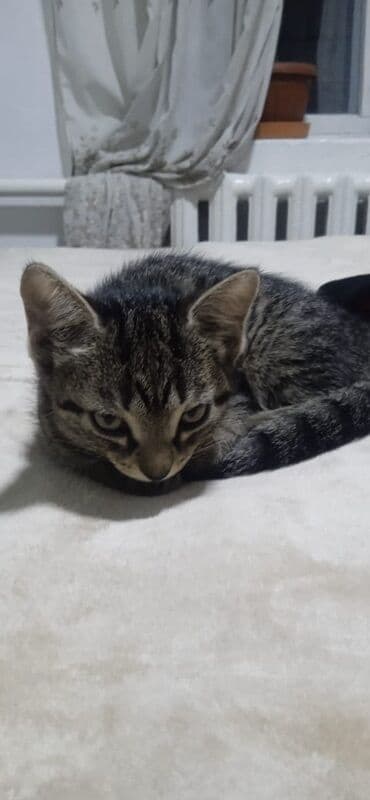 carters для мальчика: Отдам котят 2 -х месячных, кушают сами ходят в лоток — 2