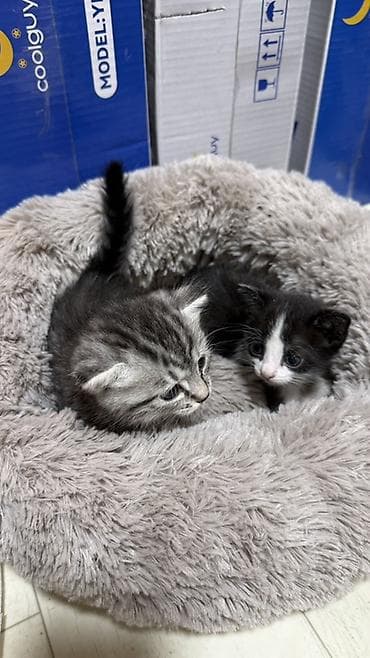 молоко для котят: Котята в добрые руки. Кушают самостоятельно и ходят в лоток. Обе — 3
