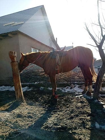 жапайы бодоно: Сатам | Жылкы (эркек) | Жумушка — 2