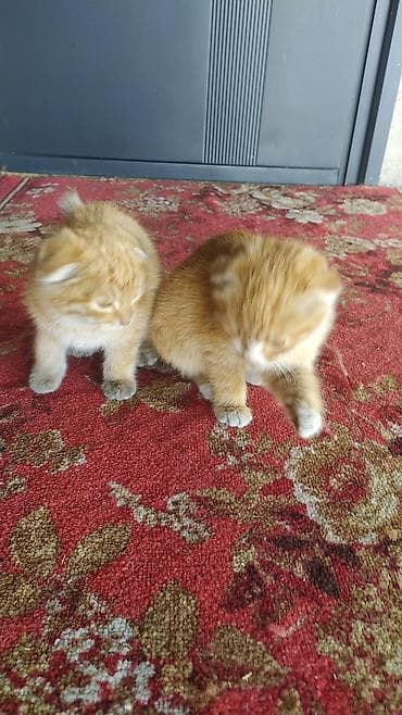 русский спаниель щенок: Скотиш Фолд (Шотландская вислоухая), 9 месяцев, Мальчик, Рыжий — 4