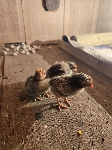 куры голошейка: Продаю | Цыплята — 2