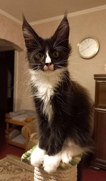 котята в бишкеке: 🐾🐈Котята мейн-кун готовы к переезду! Отличный помёт с шикарными — 6