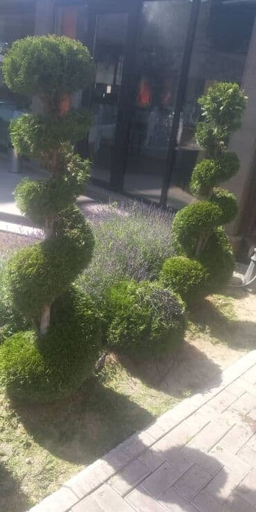 услуги медсестры капельницы уколы на дому: Уборка территории, Уход за деревьями — 2