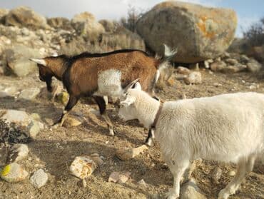 клетка для крысы: Продаю | Козёл (самец) | Для разведения | Племенные — 3