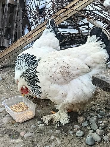 Айыл-чарба жаныбарлары: Сатам | Тооктор | Брама | Көбөйтүү үчүн — 4