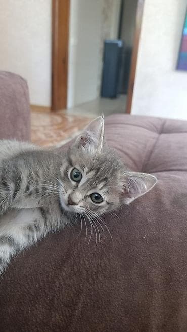 серые кошки фото: Котята, помёт из 5 малышей: - тигровые табби - Возраст: 6 недель - — 2