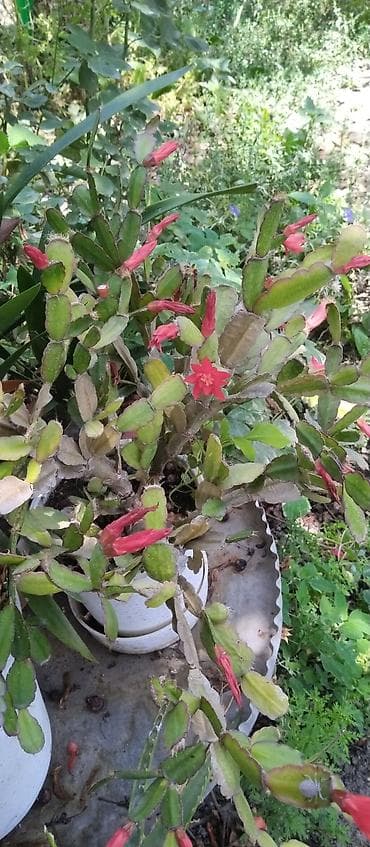 антуриум купить: Декабрист (Schlumbergera) в горшке - Крупное взрослое растение с — 3
