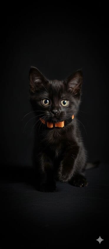 мейн кун бишкек 😺 питомник lyubushka 🐈 купить котенка 🐾 цена фото: Легкий антискользящий ошейник для котят - Назначение: безопасное — 2