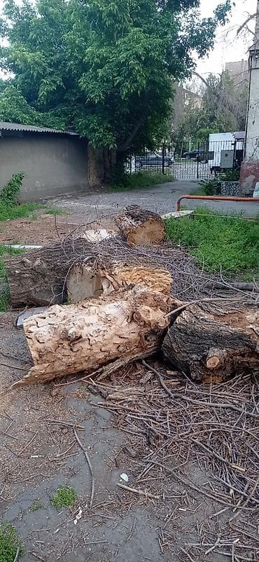 Дрова и ветки после спила деревьев. Заберите бесплатно. Карагач