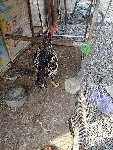 куры орпингтон: Продаю | Петух | Бойцовая | Для разведения — 5