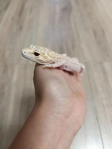 d cat: Эублефар (леопардовый геккон), светлый морф. Пол: женский Описание: - — 3