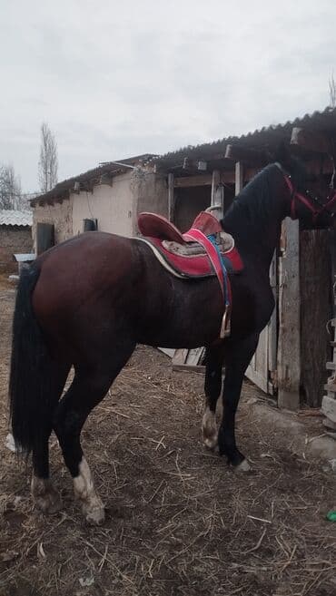 Иттер: Сатам | Жылкы (эркек) | Жумушка — 2