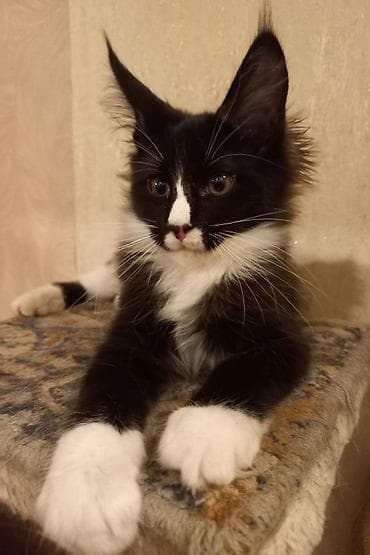 ищу котят: Два крупных 3-месячных котёнка породы мейн-кун готовы к переезду! — 2