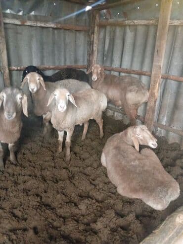 куплю баран село ленинское: Бараны — 1