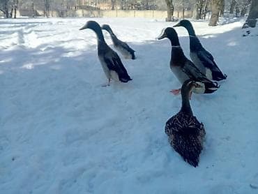 Индийские бегуны (домашние утки, яичная порода) несутся яйца зелёные at lalafo.kg Индийские бегуны (домашние утки, яичная порода) несутся яйца зелёные