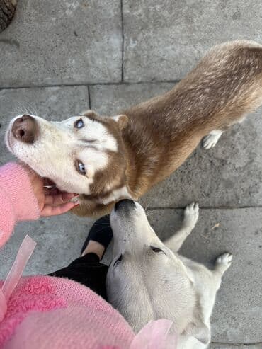 щенки хаски купить: Продаем щенков породы Хаски❤️ Отдадим после месяца, можно поставить — 5