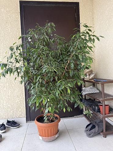 фикус: Фикус Бенджамина в пластиковом горшке - Крупное комнатное растение с — 1