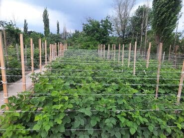 грецкий орех очищенный цена за 1 кг бишкек: Саженцы цветка: Канна — 8