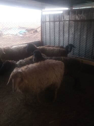 Кемирүүчүлөр: Сатам | Ургаачы кой (ургаачы) | Эдильбай | Көбөйтүү үчүн | Ургаачы — 3