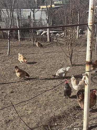 британские котята: Продаю | Куры | Домашняя | Несушки — 2