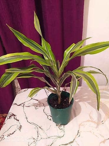 Сейфы: Комнатные растения в горшках - Драцена вариегатная (Dracaena — 2