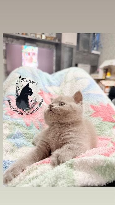 животные кошки: Британская короткошёрстная, 1 месяц, Девочка, Лиловый, Приучена к лотку, Проглистована, С прививками — 4