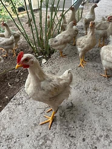 Животные: Продаю | Куры | Для разведения — 4