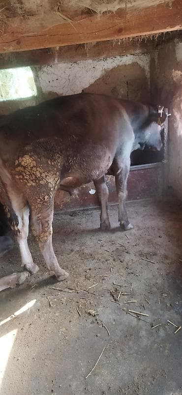 Башка жаныбарлар: Сатам | Бука (эркек) | Голштин | Бордоп семиртүү үчүн | Асыл тукумдуу — 9