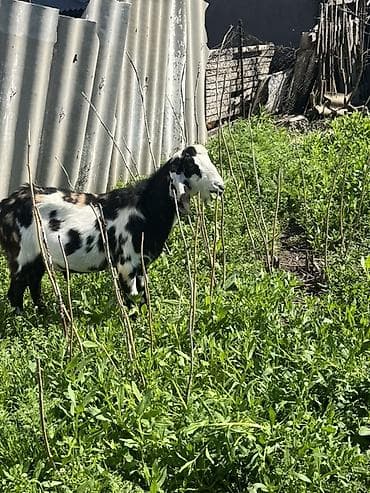 карликовая коза: Продаю | Коза (самка) | Нубийская | На забой, Для разведения, Для молока | Племенные, Котные, Осеменитель — 1