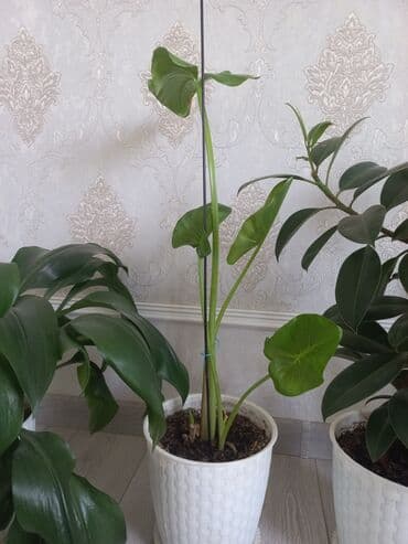 купить саженцы цветов в бишкеке: Молодой саженец лимона с зелеными листьями, посаженный в белый — 12