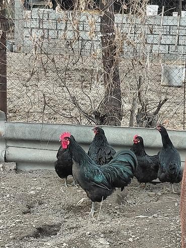 бролерные утки: Продаю куры, петух, индоутки Беловодске — 10