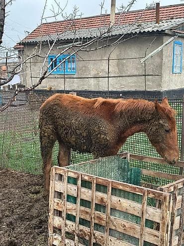 Айыл-чарба жаныбарлары: Сатам | Тай — 2