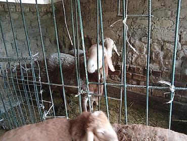 баш кой: Продаю | Баран (самец) | Арашан | На забой, Для разведения — 3