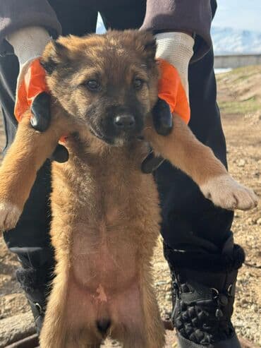 акустические системы ugreen колонка в виде собак: Кучуктор сатылат Кыргыз доботтун кучуктору сатылат Ысс-Кол областы — 11
