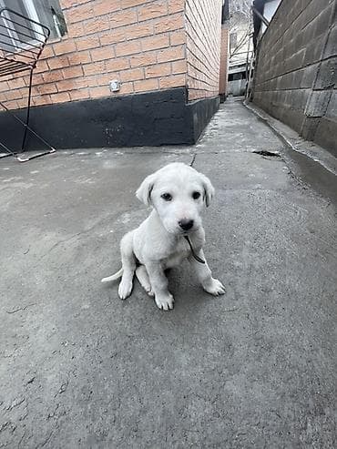 Продажа собак: Лабрадор-ретривер, 2 месяца, Самка, С прививкой — 1