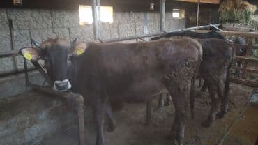 корм фарели: Сатам | Бука (эркек) | Бордоп семиртүү үчүн | Байланган — 3