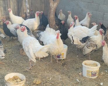 продажа кормов для сельскохозяйственных животных: Продаю | Индюшка (самка), Индюк (самец), Индюшата | На забой, Для разведения — 6