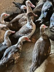 Шкафы для трансформатора: Индоутки — 16