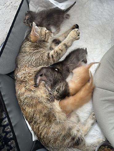 11 месяцев, Девочка, Приучена к лотку, Проглистована