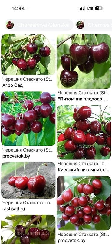 Саженцы черешни сорта Стаккато (Staccato) - Поздний канадский сорт с