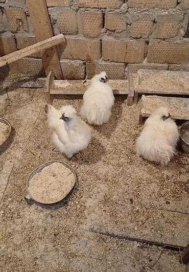 скупка кур: Продаю | Куры, Петух — 6