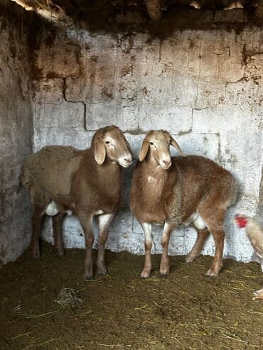 А/ч жаныбарларын сатам: Сатам | Козу, Кочкор (эркек) | Арашан | Көбөйтүү үчүн | Асыл тукумдуу — 3