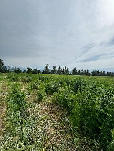 срочный: 155 соток, Для сельского хозяйства, Договор купли-продажи — 5