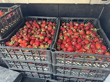кой союш: Клубника — 2