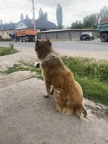 купить щенка кане корсо: Собака крупного размера, дворняга/метис пастушьих пород. Окрас рыжий с — 1