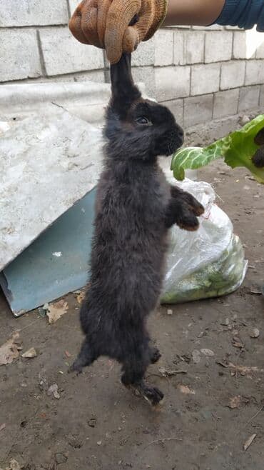 кролик декоративные: Коен 3 шт 
Шт 450 сом — 2