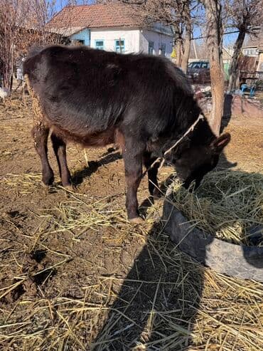 продам французского бульдога: Продаю | Бык (самец) | На откорм | Привязанные — 7